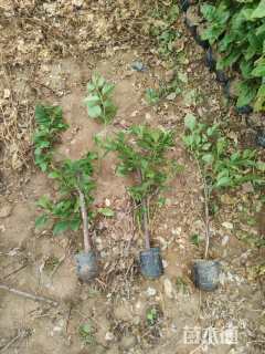 高度40厘米紫花三角梅