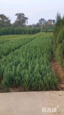 高度30厘米桧柏