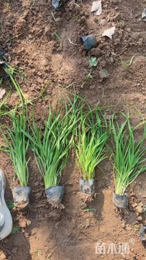 高度40厘米百子莲