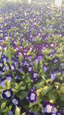 高度10厘米夏堇