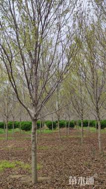 10公分美国红枫-红冠