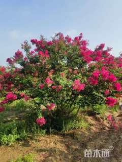 高度200厘米丛生紫薇