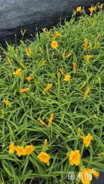 高度30厘米萱草