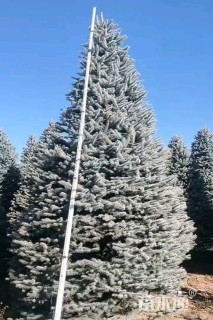 2公分科罗拉多蓝杉