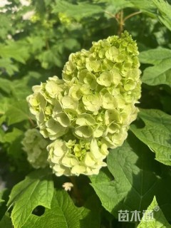 高度30厘米绣球