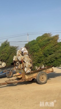 高度250厘米蜀桧