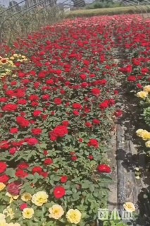 高度50厘米月季