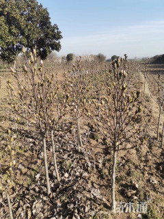 3.9公分红花玉兰