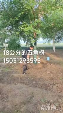 10公分元宝枫