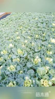 高度10厘米羽衣甘蓝