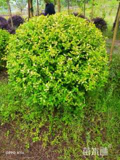 冠幅120厘米红叶石楠球