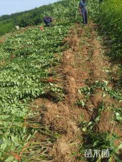 高度120厘米华北连翘