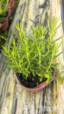 高度15厘米迷迭香