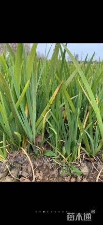 高度30厘米西伯利亚鸢尾