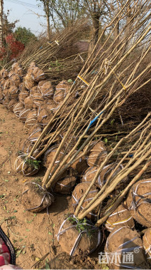 高度350厘米丛生红花紫薇