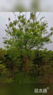 高度700厘米丛生国槐