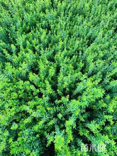 高度40厘米迎春花