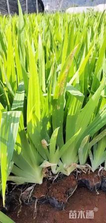 高度30厘米鸢尾