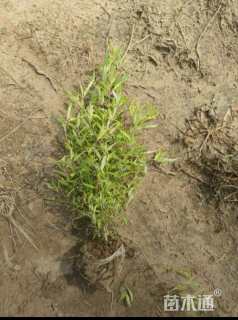 高度40厘米金叶莸