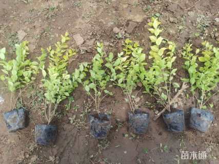 高度30厘米金叶女贞