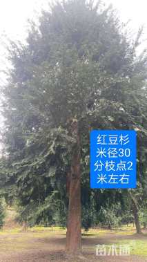 30公分红豆杉