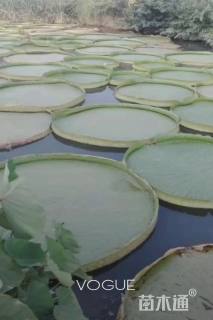 高度20厘米王莲