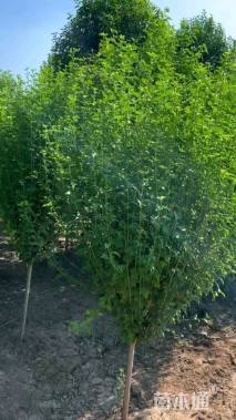 高度180厘米木槿