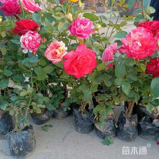 高度20厘米大花月季