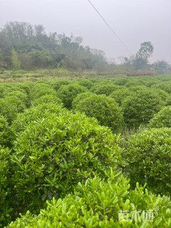 冠幅100厘米海桐球