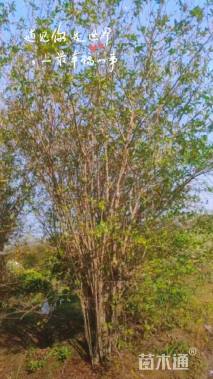 高度250厘米丛生花石榴