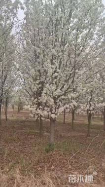 15公分彩叶豆梨