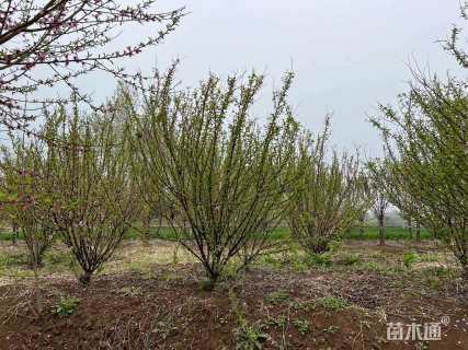 高度120厘米丛生榆叶梅