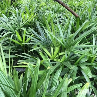 裸干高60厘米棕竹