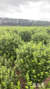 冠幅100厘米胶东卫矛球