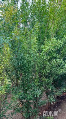 高度250厘米丛生花石榴