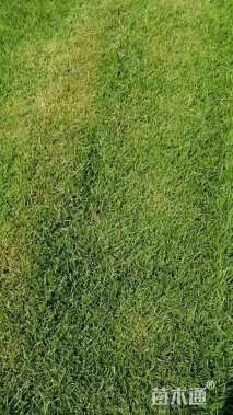 草毯状中华结缕草