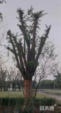 40公分嫁接银杏