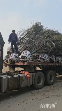 16公分绚丽海棠