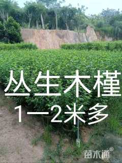 高度100厘米丛生木槿