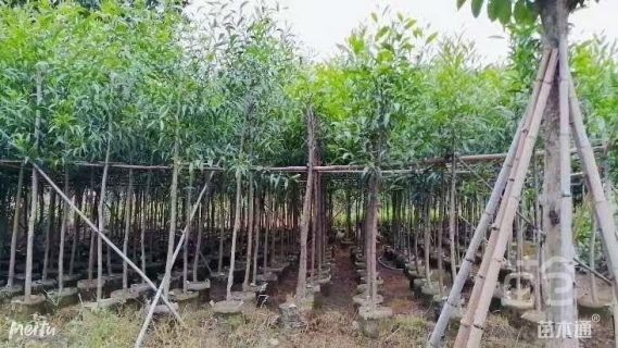 1公分台湾相思树