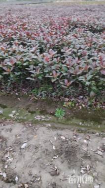 0.2公分红叶石楠