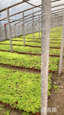 高度30厘米金山绣线菊