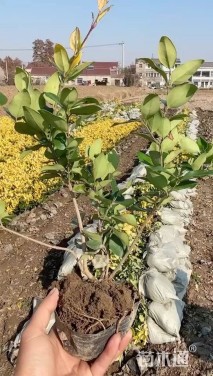 高度60厘米金森女贞