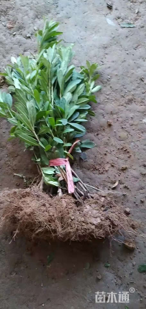 高度25厘米毛鹃小苗