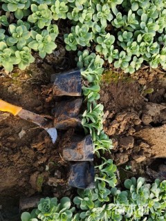 高度20厘米八宝景天