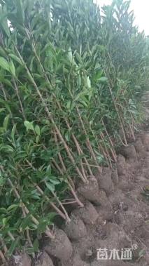 高度180厘米法国冬青