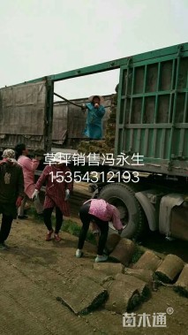 高羊茅