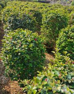 冠幅80厘米紫花勒杜鹃球