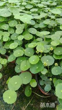 高度8厘米铜钱草