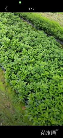 高度22厘米杜鹃